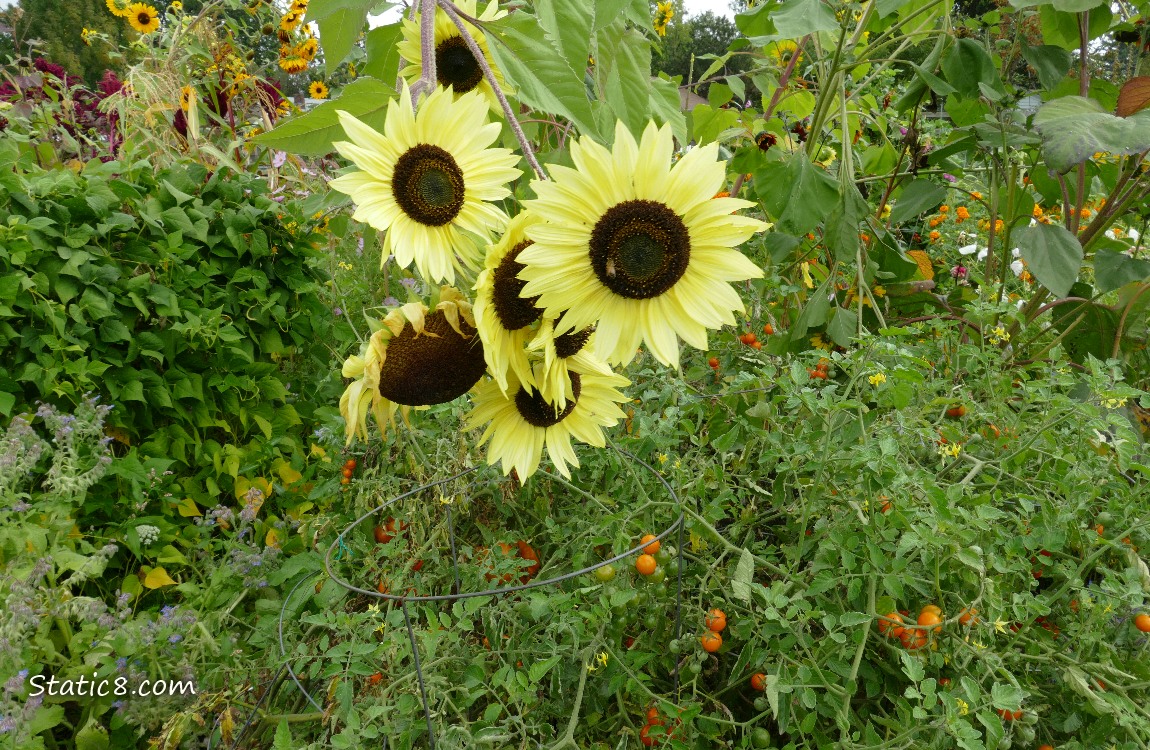 sunflowers over the Sungold