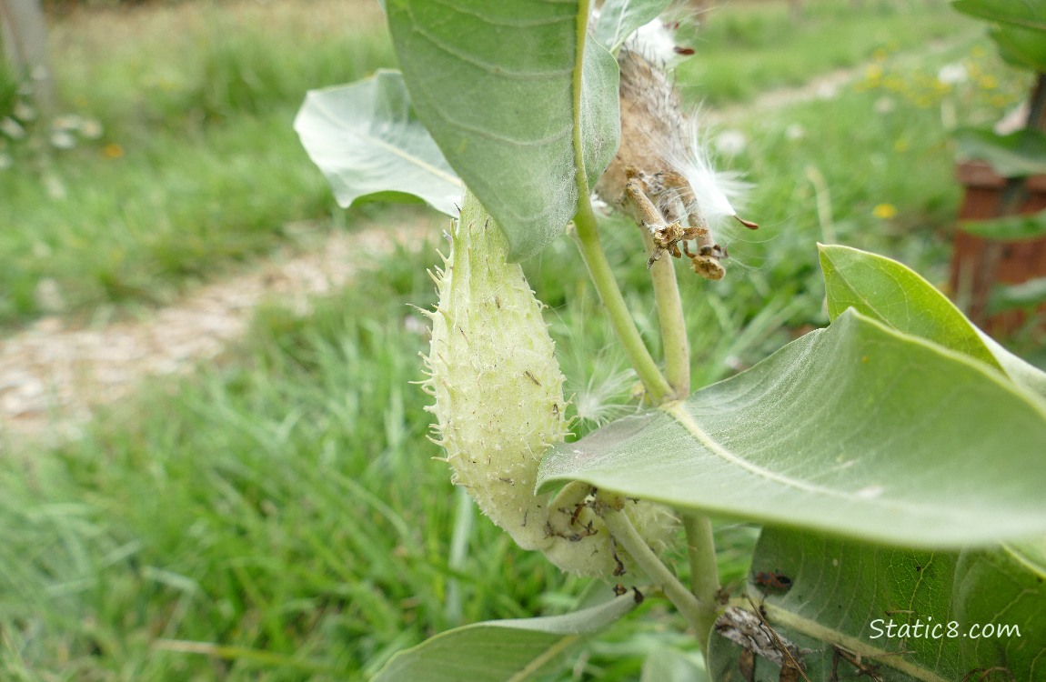 Milk weed plant with a pod