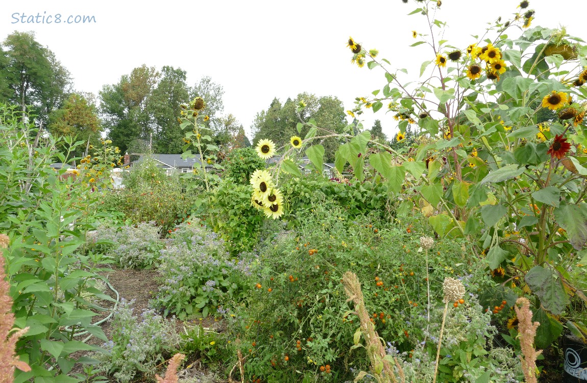 garden plot