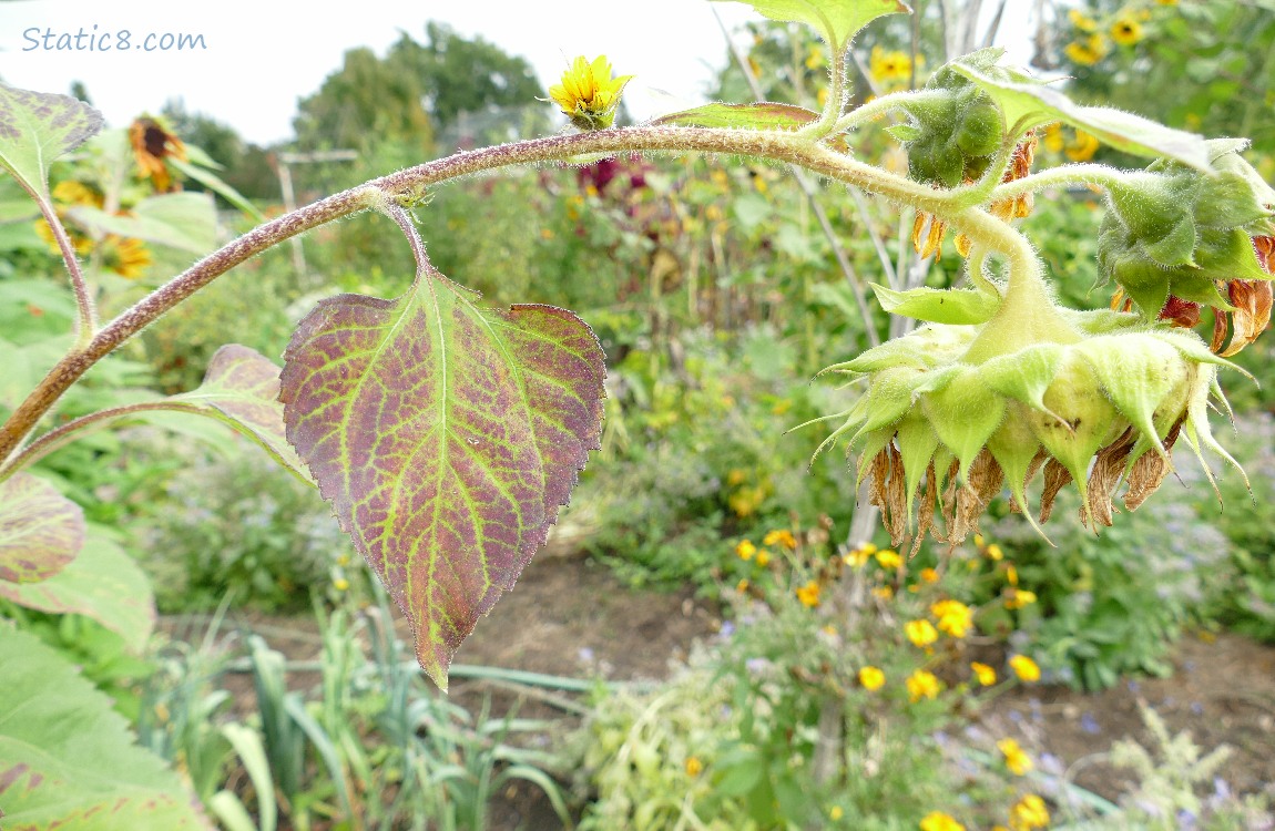 Drooping Sunflower bloom