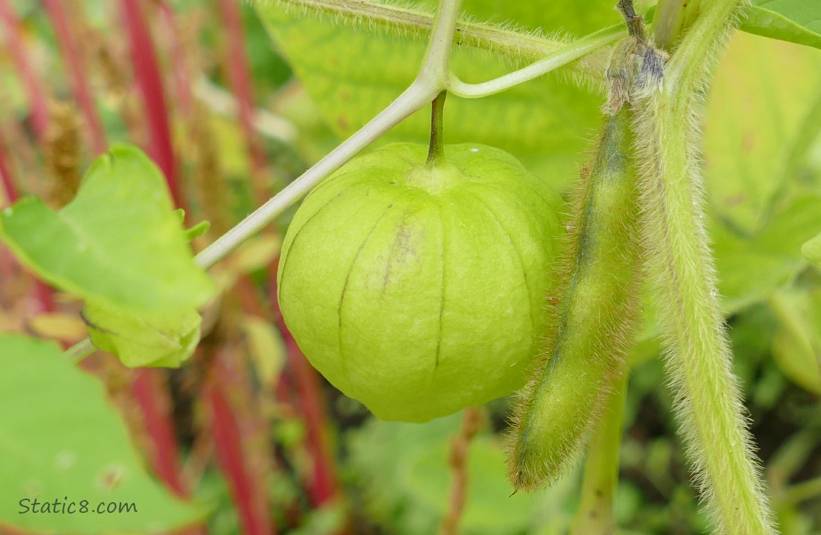 Tomatilo and a soybean