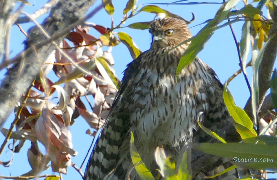 Cooper Hawk up in a tree