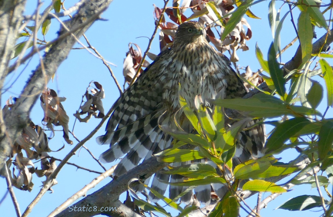 Cooper Hawk standing higher in a tree, with wing and tail feathers spread out