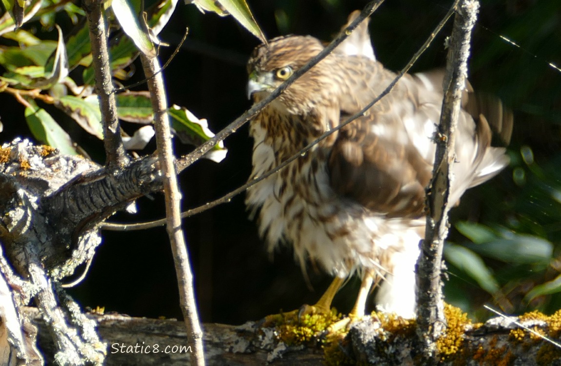 Cooper Hawk standing on a branch, shaking off the water