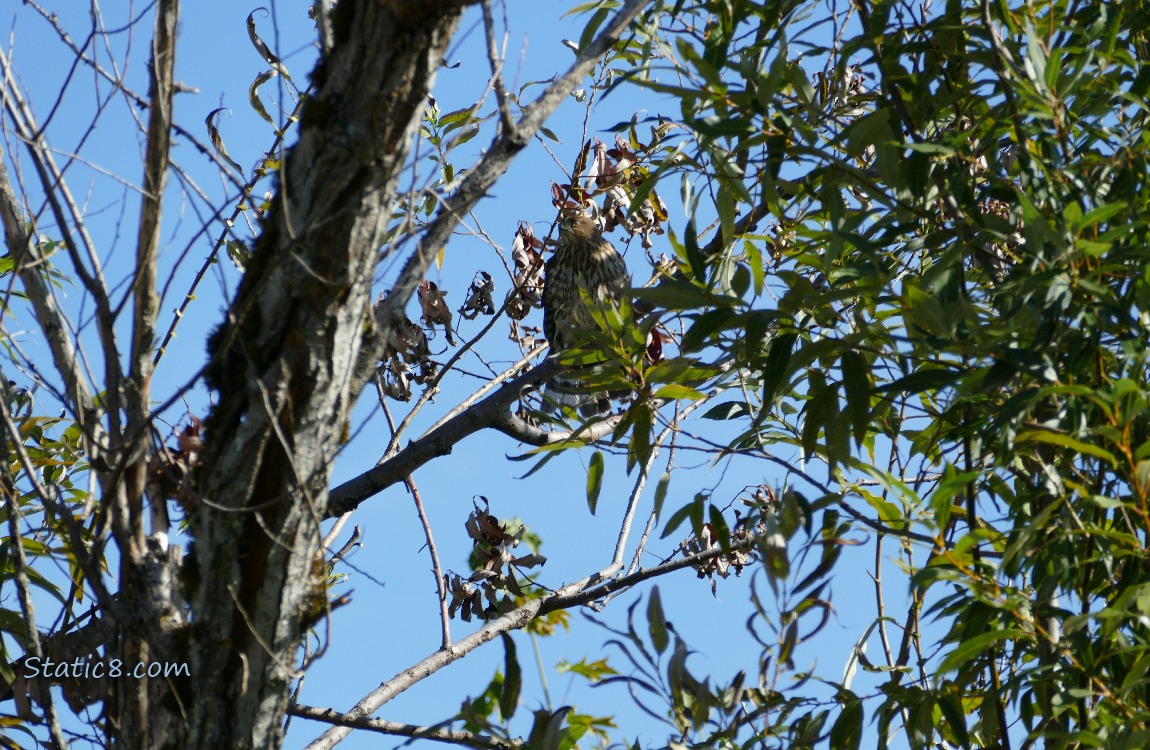 Cooper Hawk standing higher in a tree