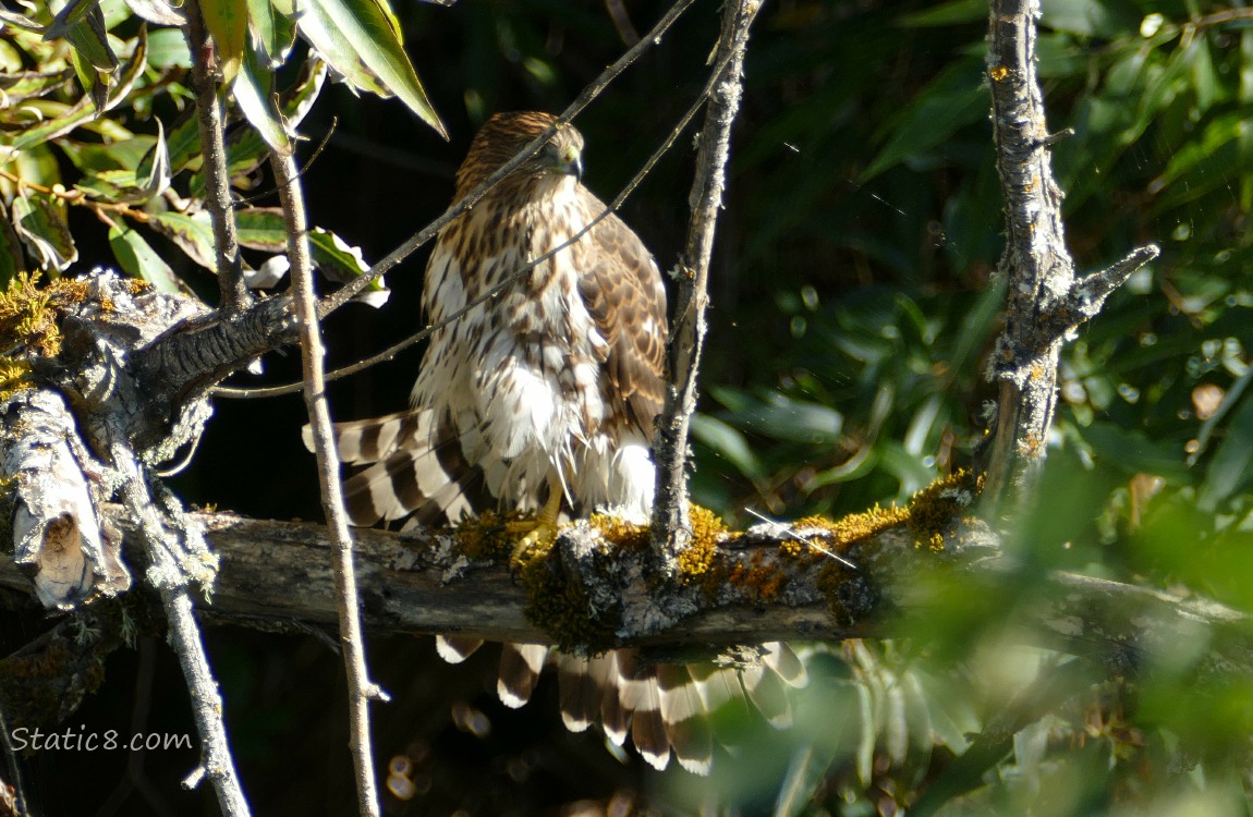 Cooper Hawk standing on a branch with tail feathers spread out below