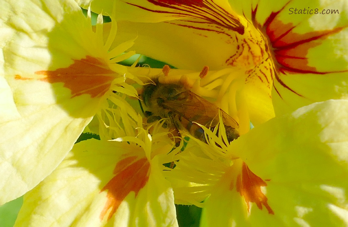 Honey Bee inside the yellow nasturtium bloom