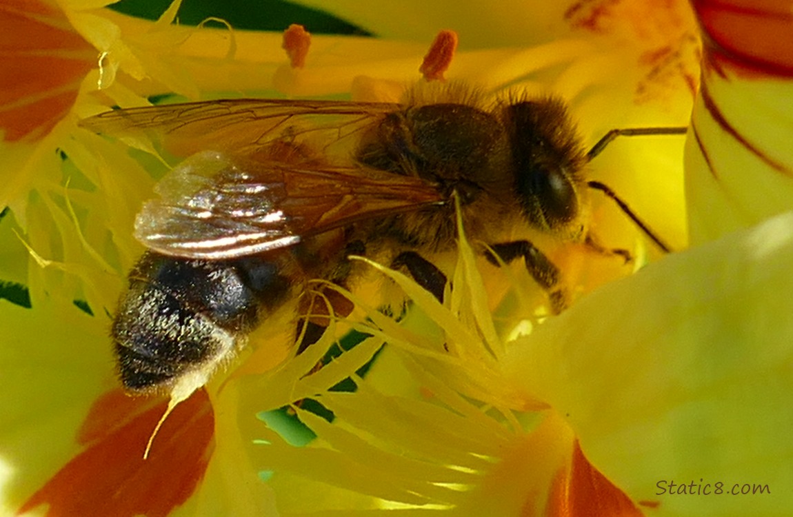 Honey Bee inside the yellow nasturtium bloom