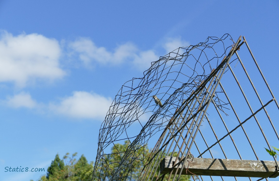 Wire trellis with a hummingbird