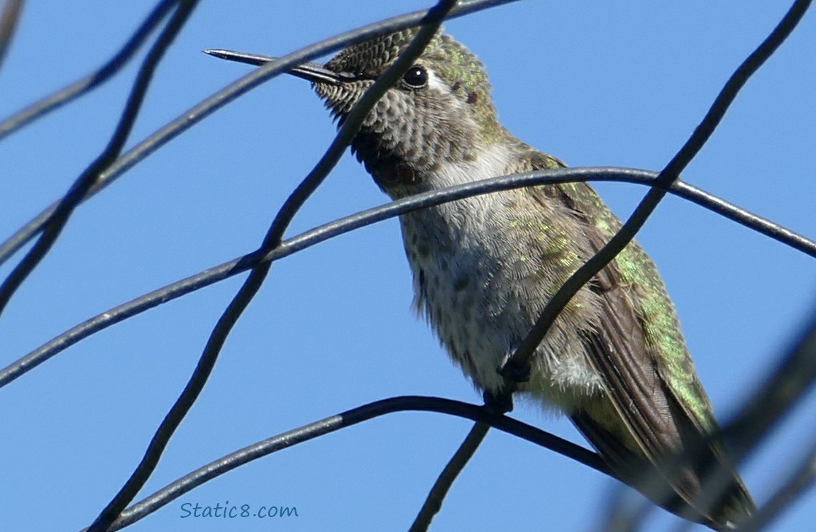 Anna Hummingbird standing on a wire trellis