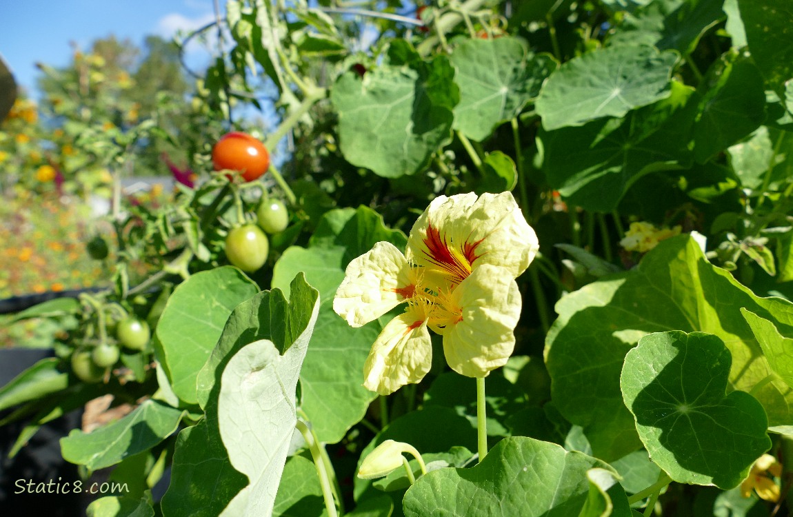 Yellow Nasturtium bloom with cherry tomatoes and other flowers in the background