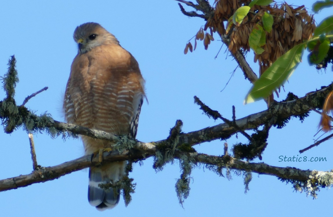 Red Shoulder Hawk standing on a branch