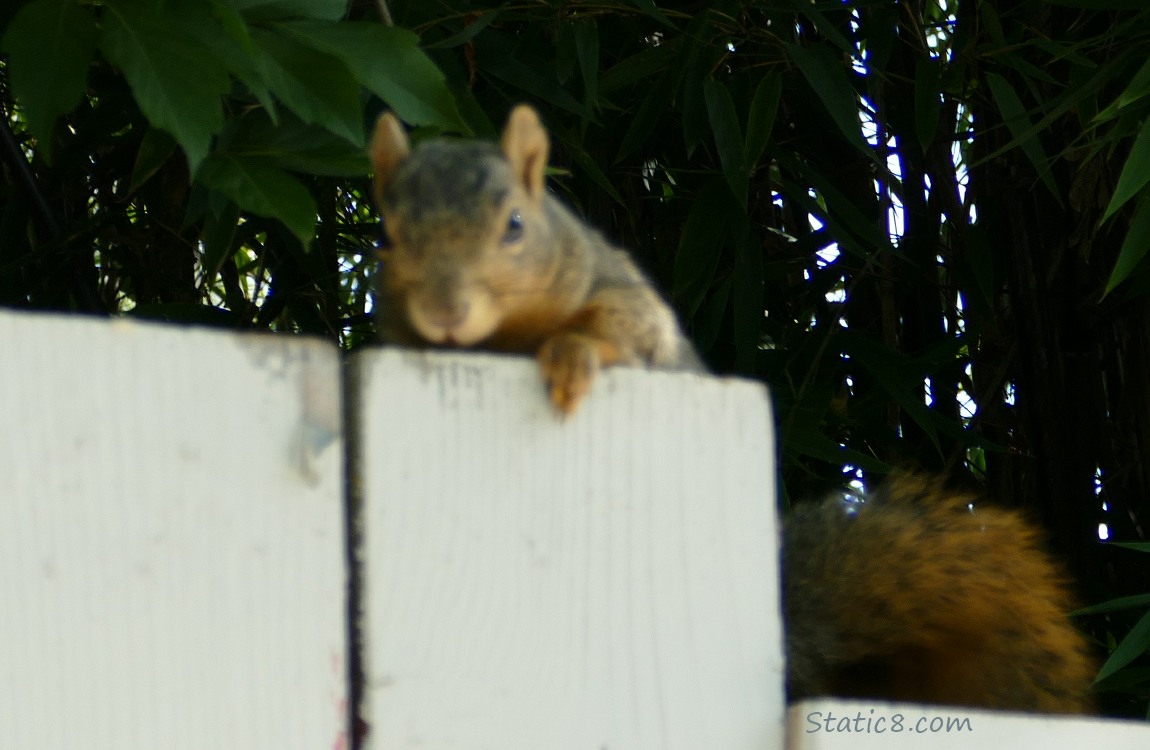 Blurry Squirrel behind a wood fence