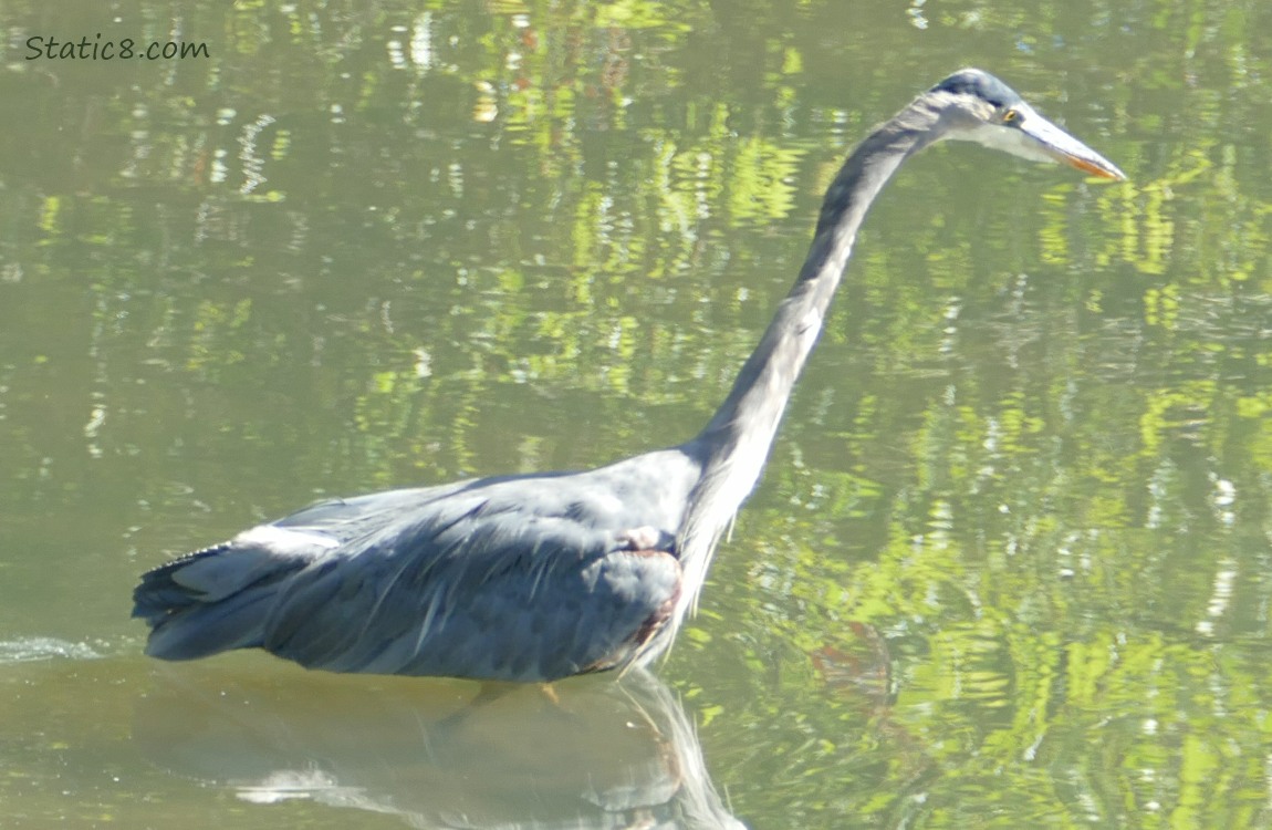 Great Blue Heron walking in water