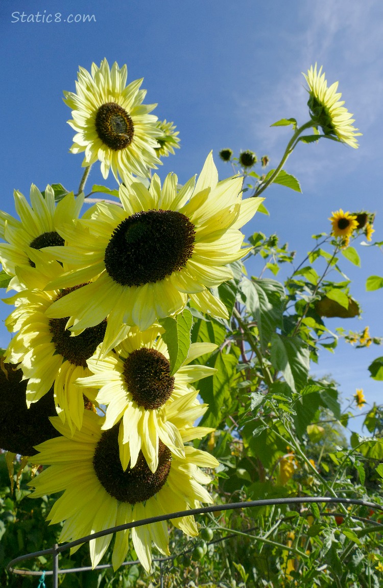 Lemon coloured Sunflower blooms with a blue sky