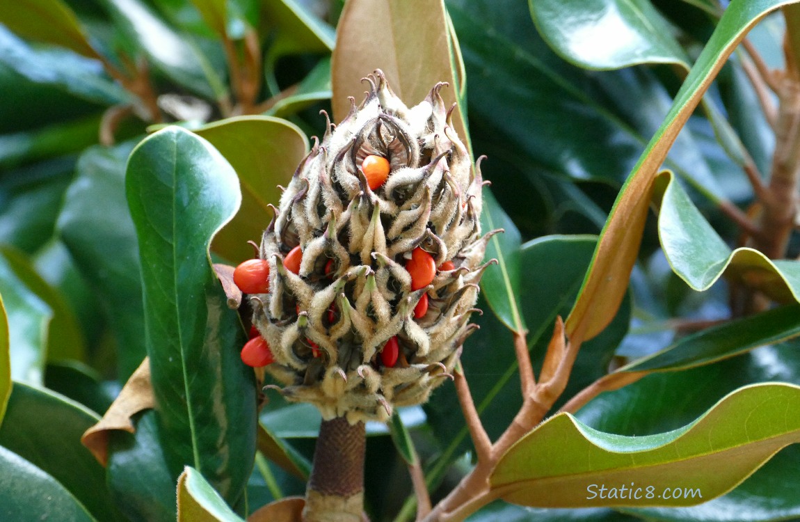 Magnolia cone with seeds on the tree