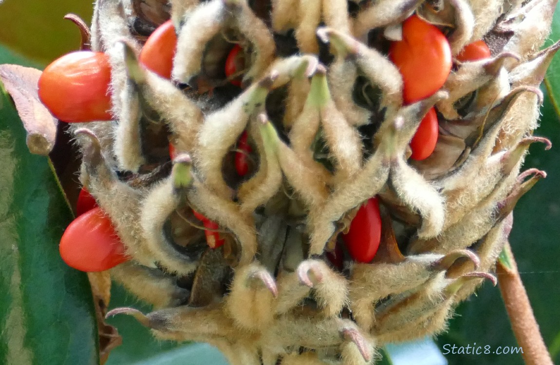 Magnolia cone with seeds on the tree