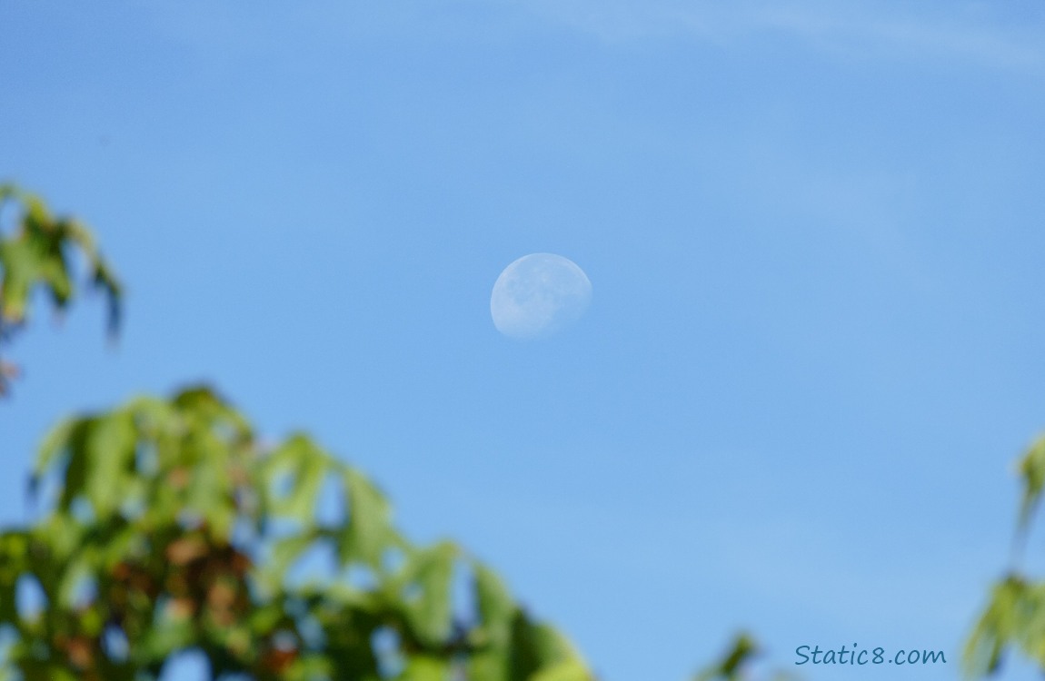 Gibbous moon in the blue sky