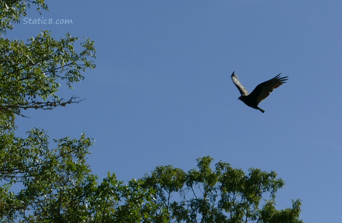 Turkey Vulture flying above trees in a blue sky