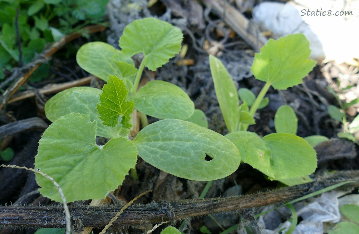 Squash seedlings