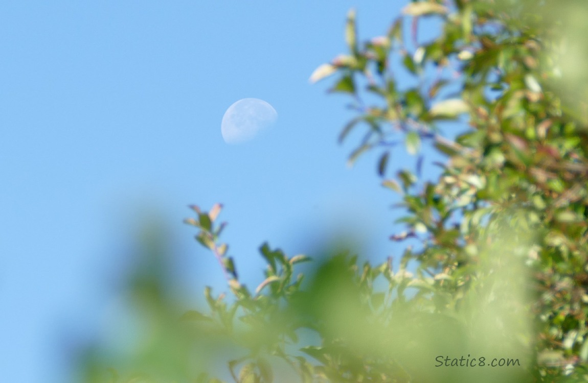 Moon in a blue sky, past green leaves of trees