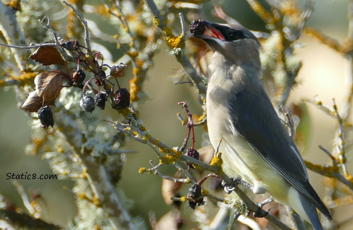 Cedar Waxwing eating a Hawthorn pome