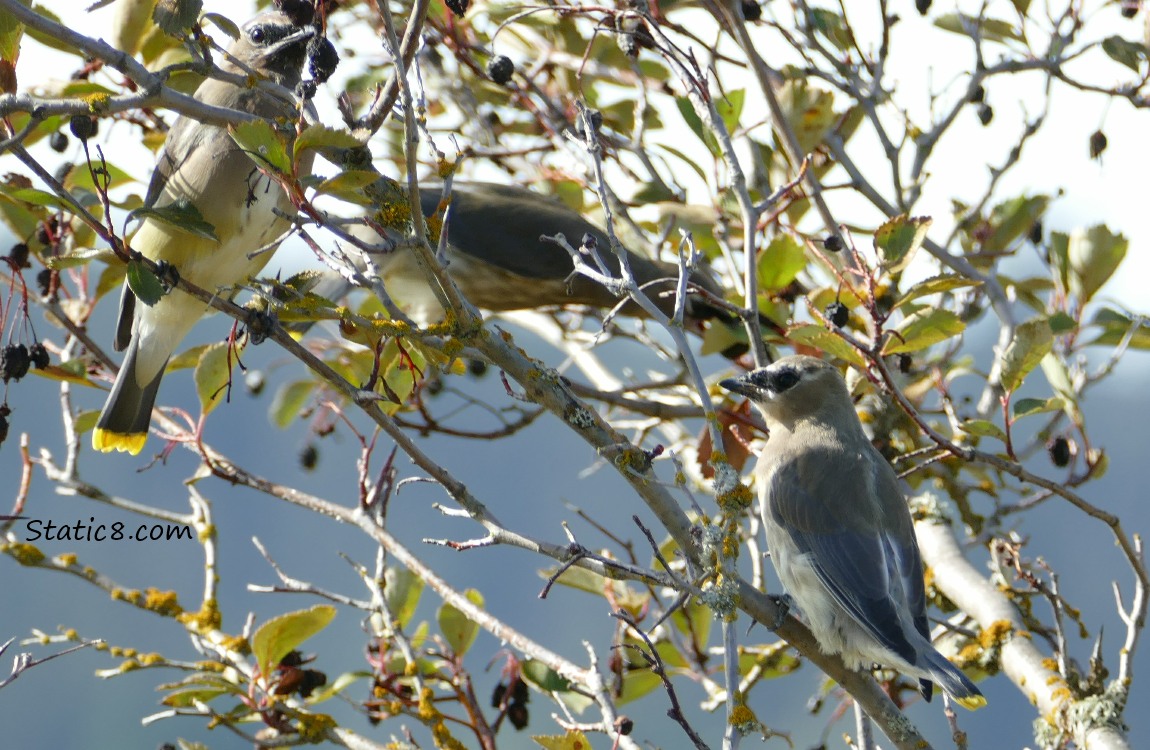 Three Cedar Waxwings in a Hawthorn tree