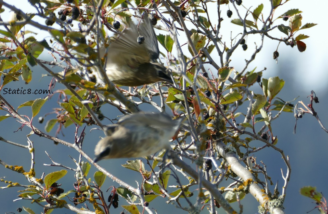 Cedar Waxwings flying from their branches