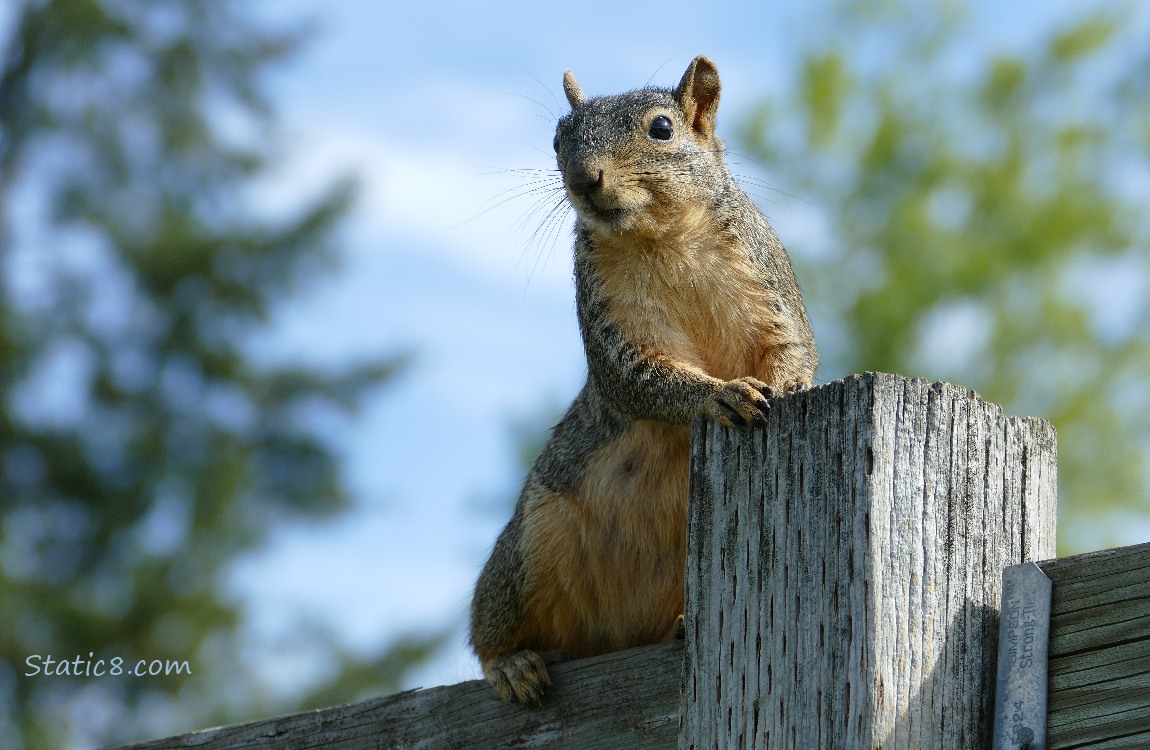 Squirrel standing on a wood fence