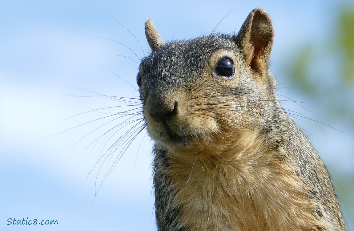 Close up of a squirrels face