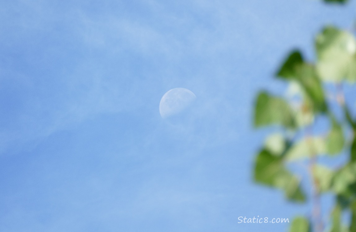 Gibbous moon in a blue sky