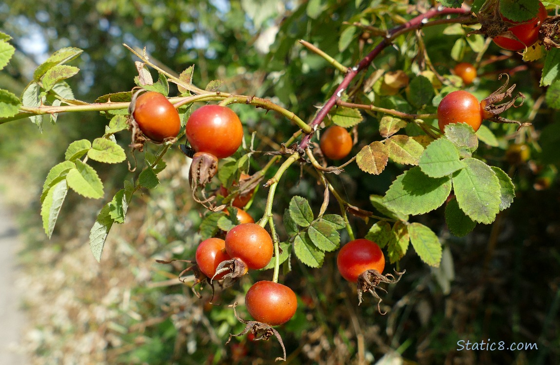 Rose hips