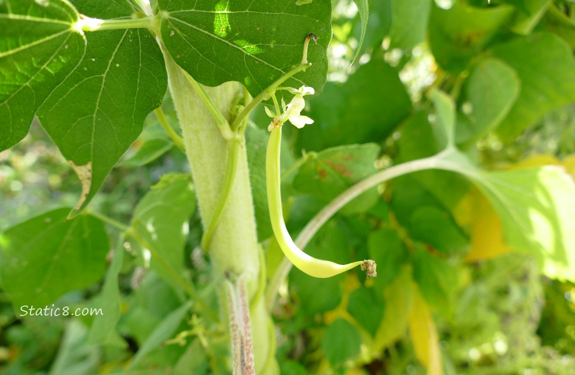 Wax Bean growing on the vine