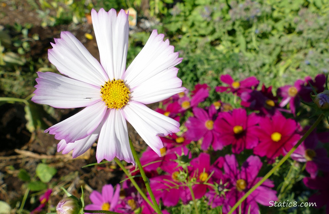 Cosmos blooms