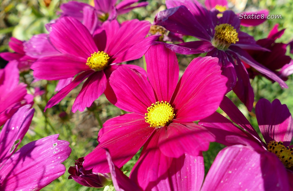 Cosoms blooms