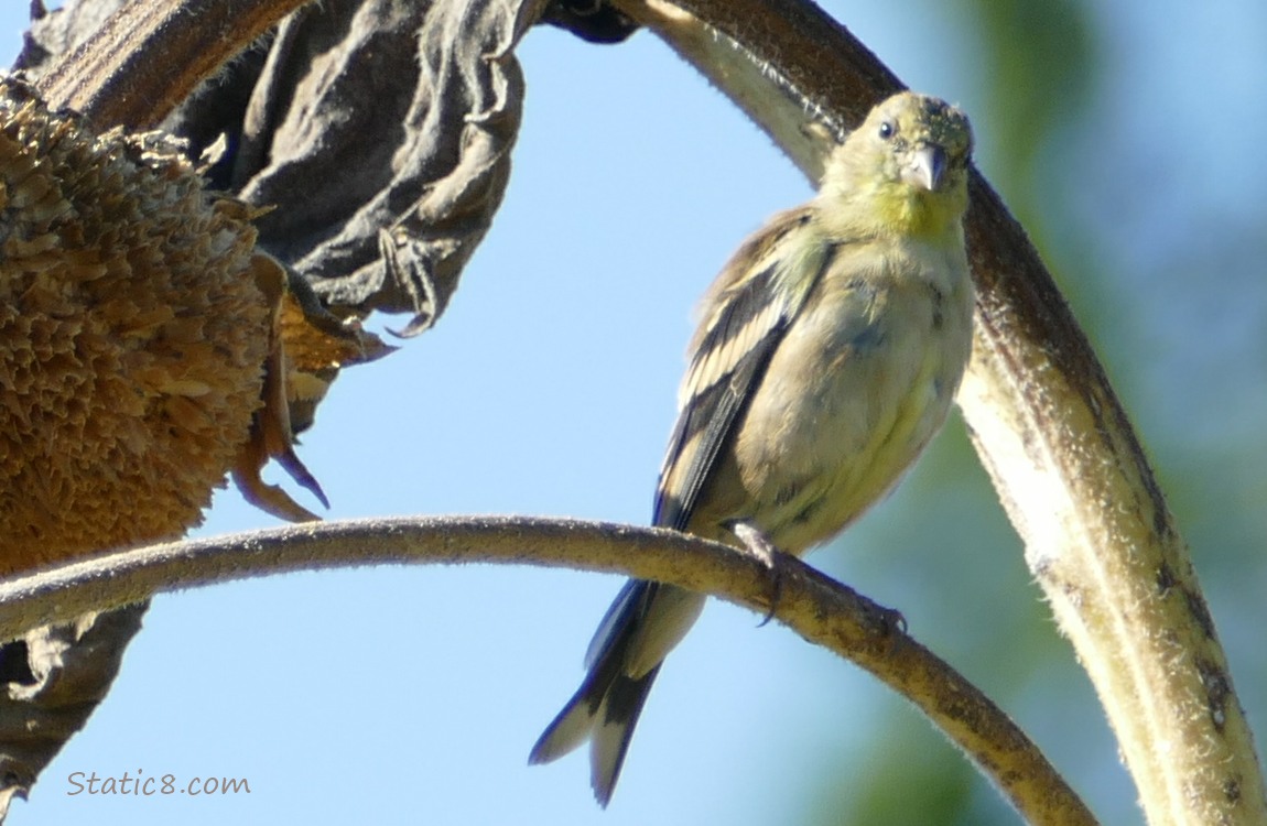 Goldfinch standing on a sunflower stalk