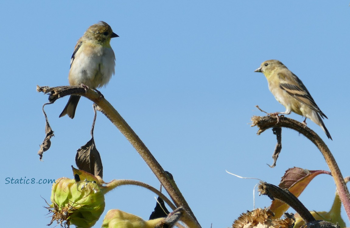 Goldfinches standiing on old sunflower heads