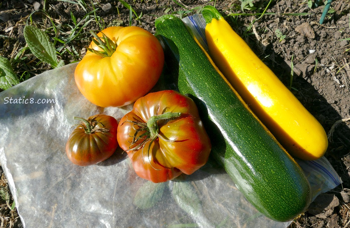 Harvested veggies laying on the ground