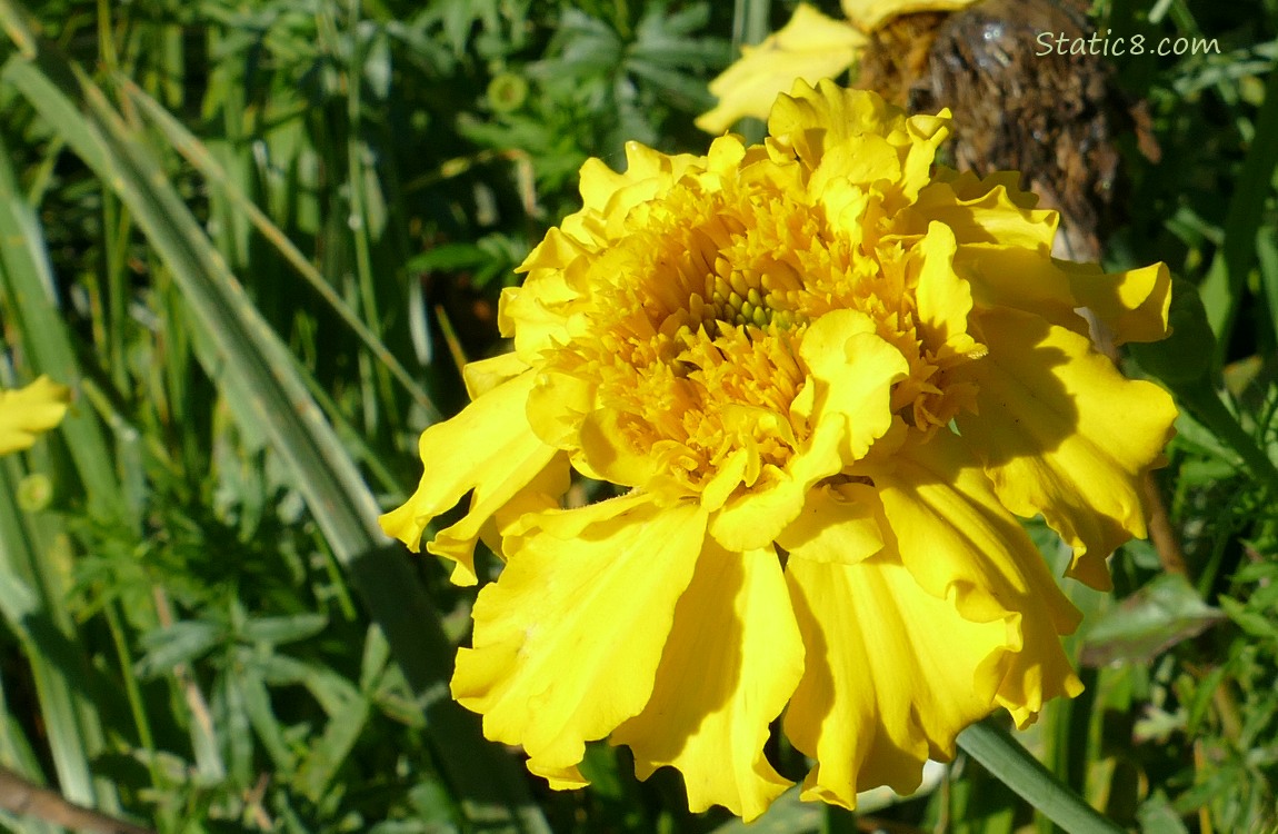 Yellow Marigold bloom