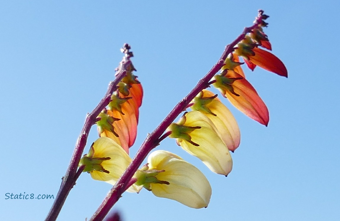 Unknown bloom series against the blue sky