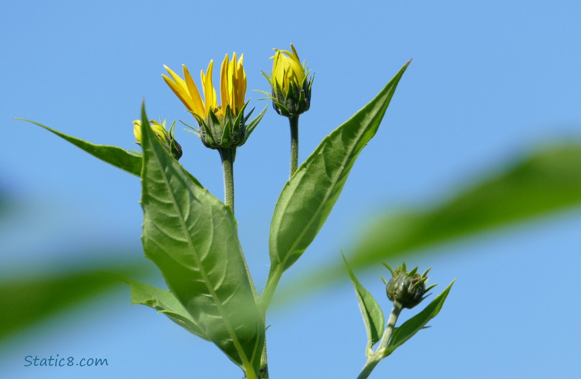 Sunchoke flowers against a blue sky