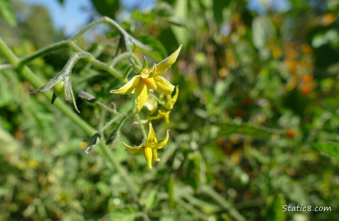 Cherry tomato blossoms