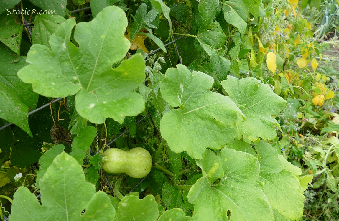 Butternut squash ripening on the vine