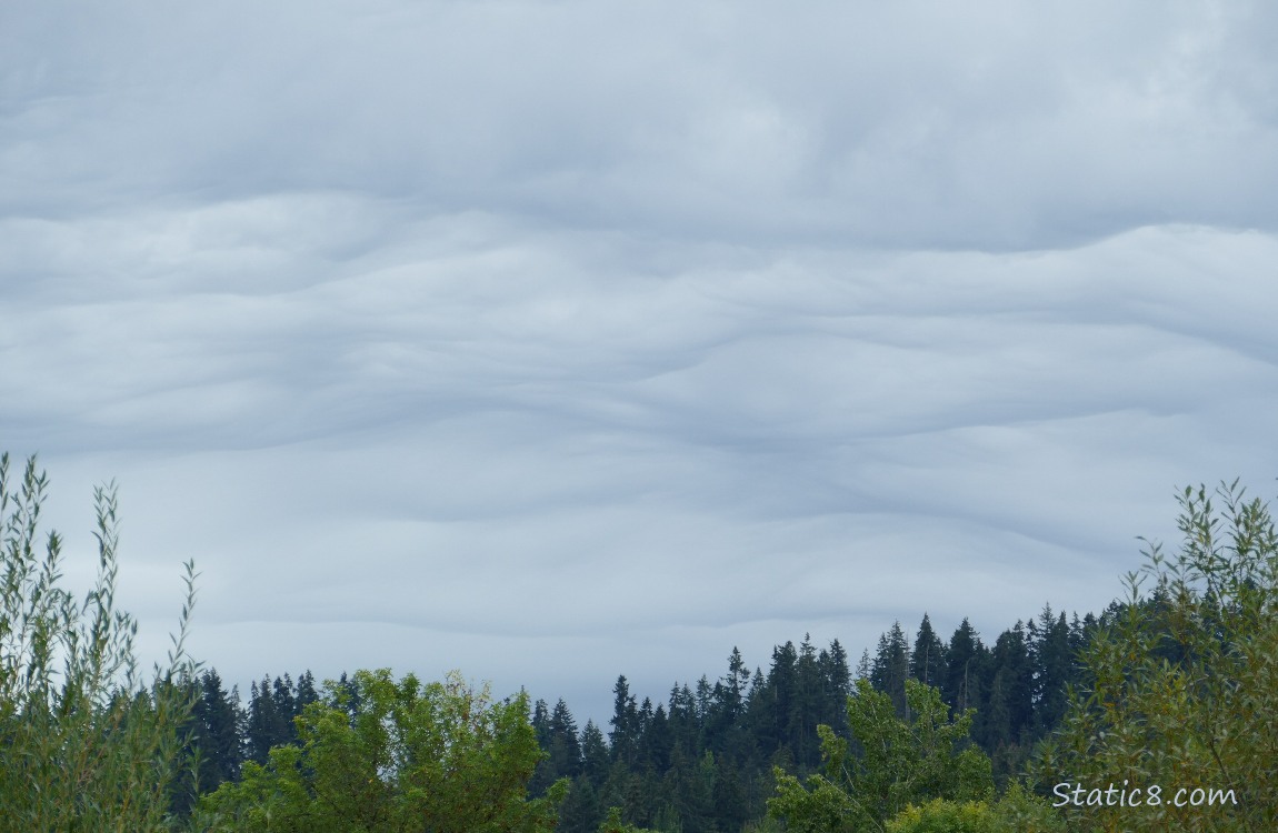 Clouds over the tree tops