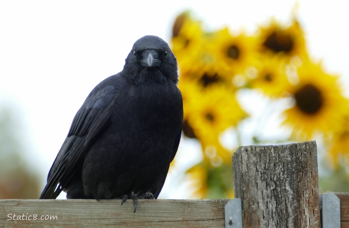 Crow standing on a wood fence