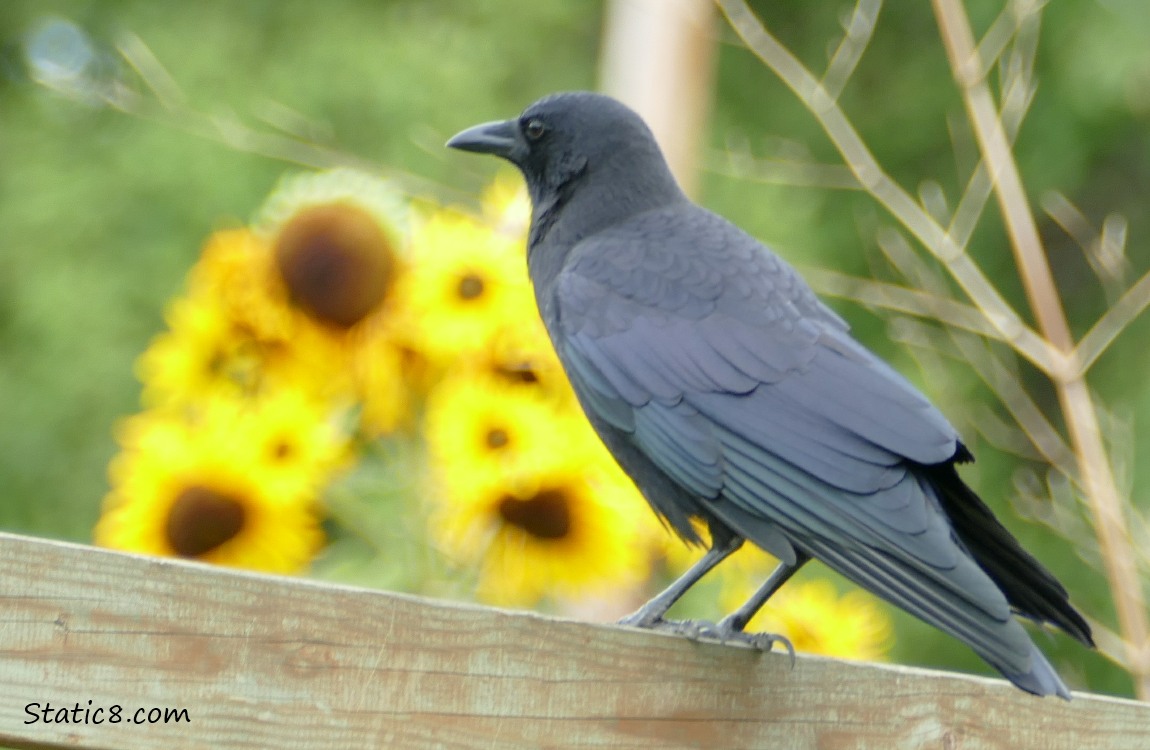 Crow standing on a wood fence with sunflower blooms in the background