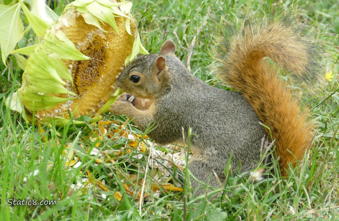 Squirrel eating from a fallen sunflower head