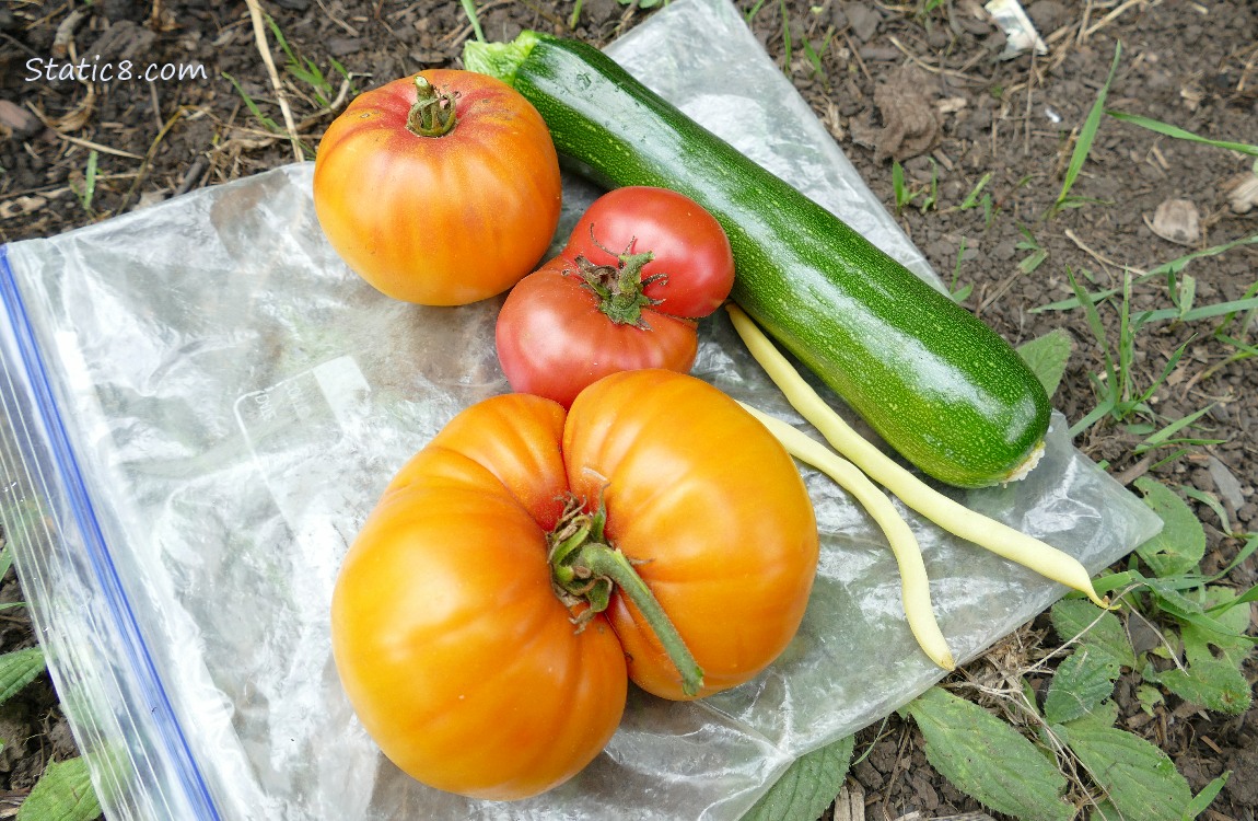 Harvested veggies laying on the ground