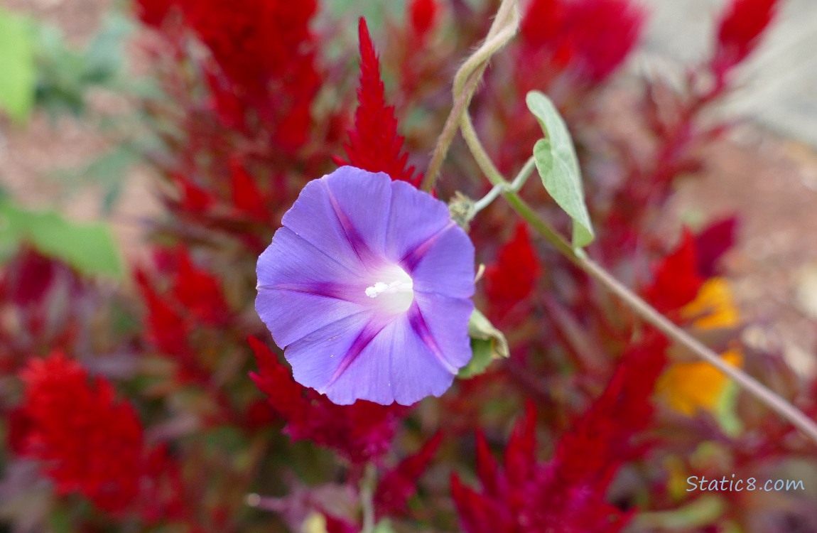 Purple Morning Glory in front of Red Amaranth