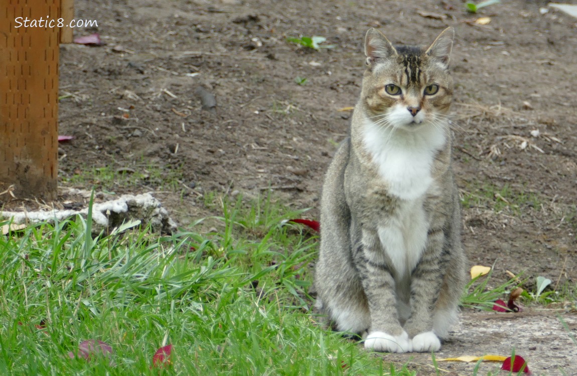 Tabby cat sitting on the sidewalk